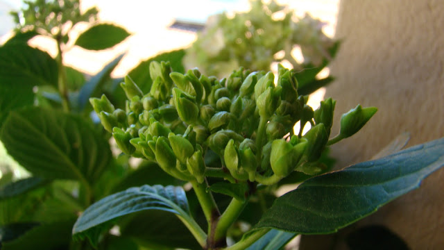 Hortensia (Hydrangea macrophylla (Thunb.) Ser.).