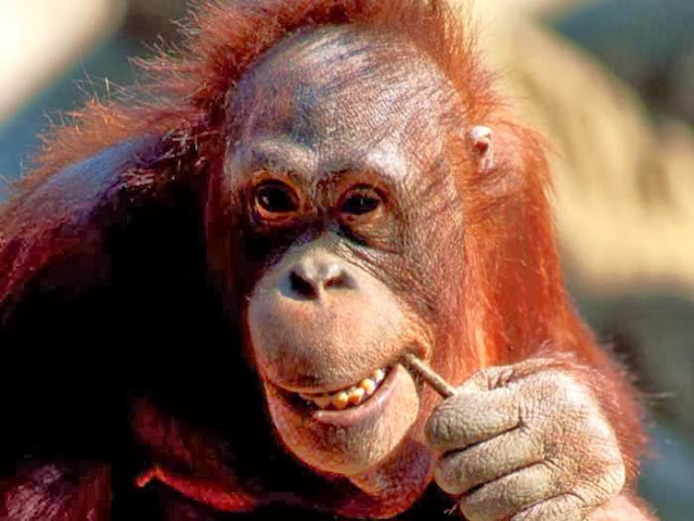 Andy foto natura: Monos graciosos