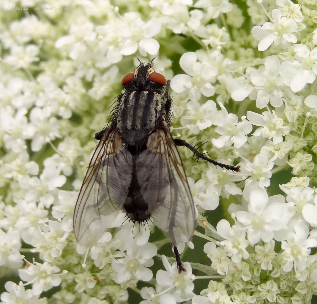 Muchy Pewnego Gatunku Machają Skrzydłami Z Częstotliwością 64 Hz Chwile zaChwycone: Owady na łące - muchy