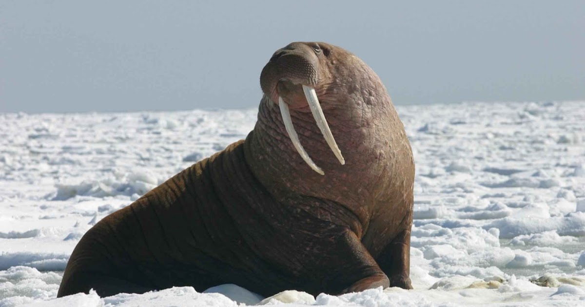 Descubre a la morsa, el animal que camina con los dientes