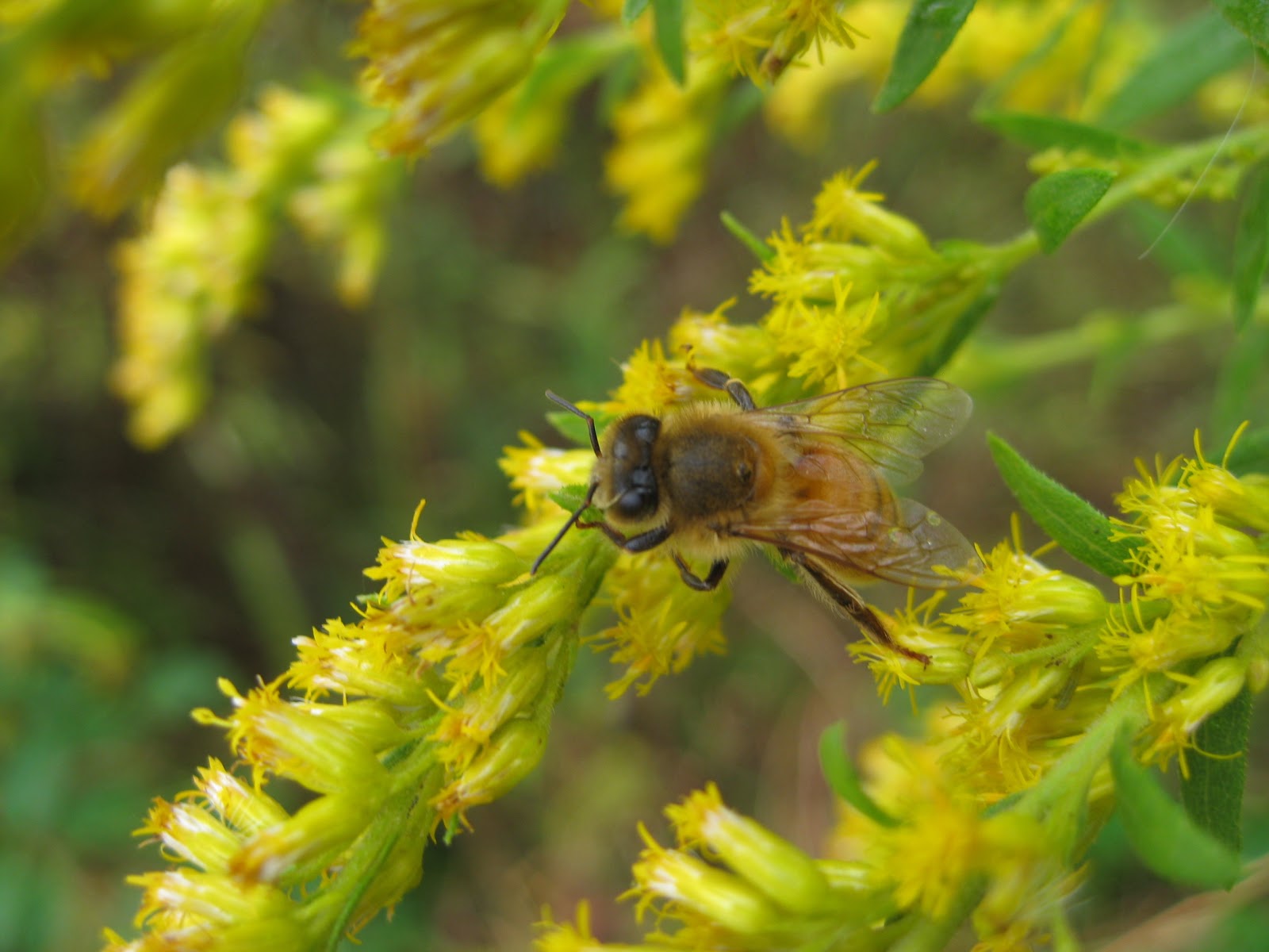 Capital Naturalist by Alonso Abugattas Goldenrod Safari