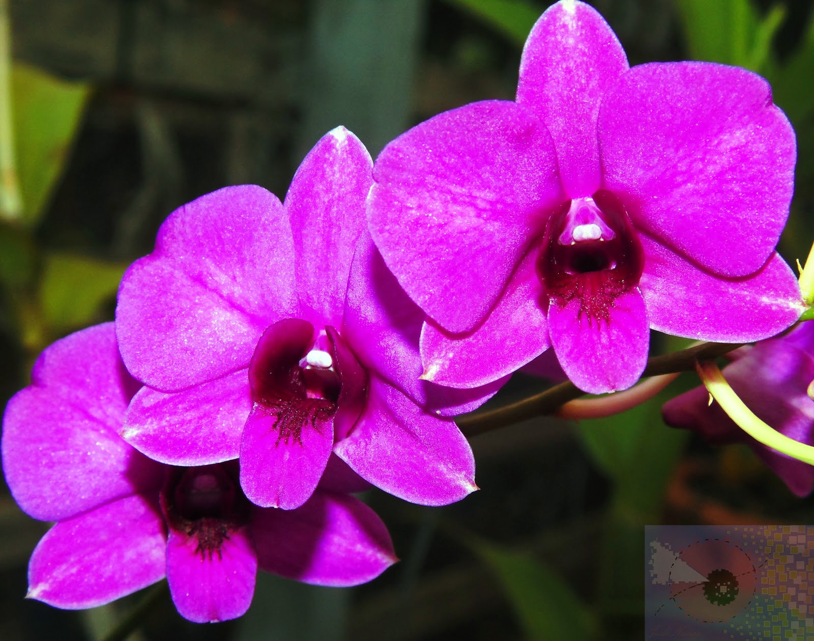 ORQUÍDEAS * BROMÉLIAS: 321 - Orquídea: Denphal pink