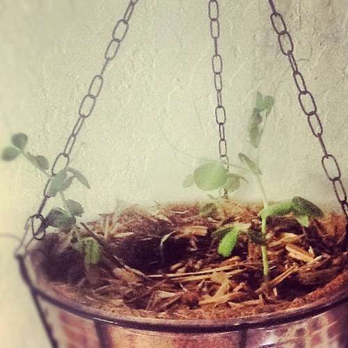 Interesting engineering Hanging Vegetable Planters