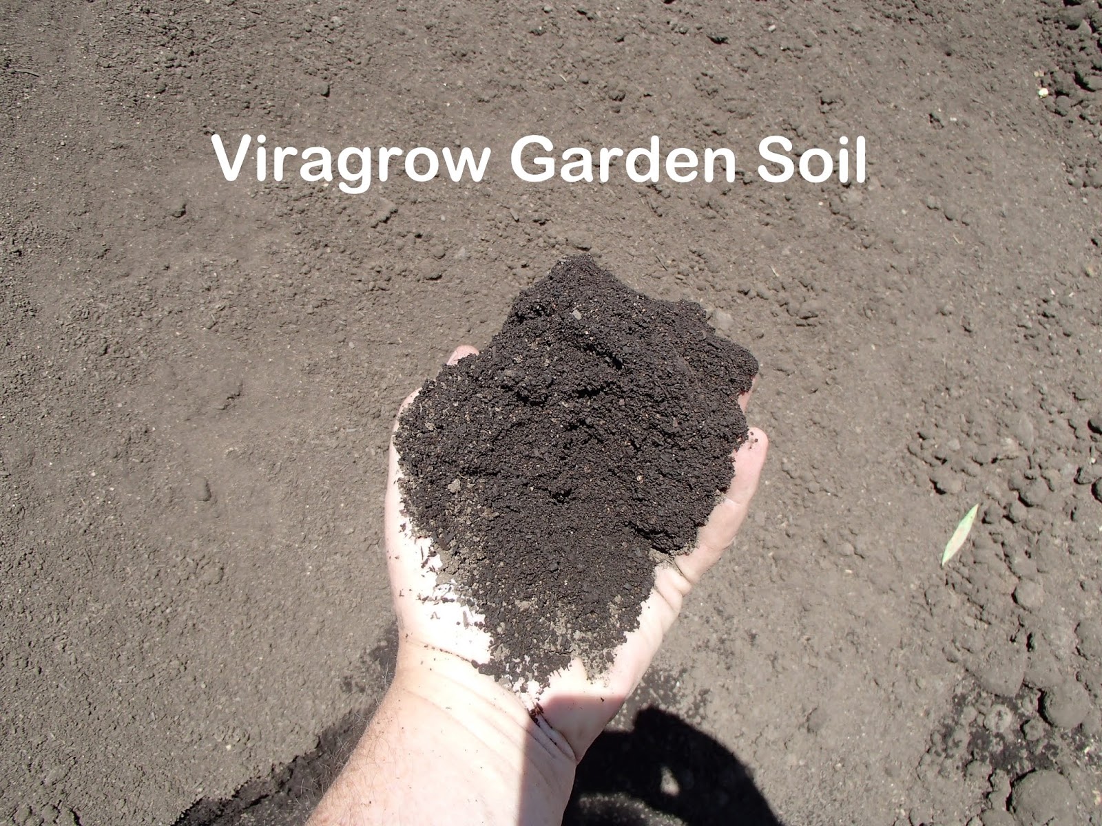 Xtremehorticulture of the Desert Best Planting Soil for Bamboo