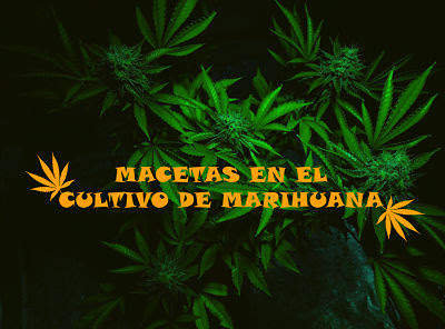 Macetas cultivo marihuana Diferentes macetas en el cultivo de marihuana
