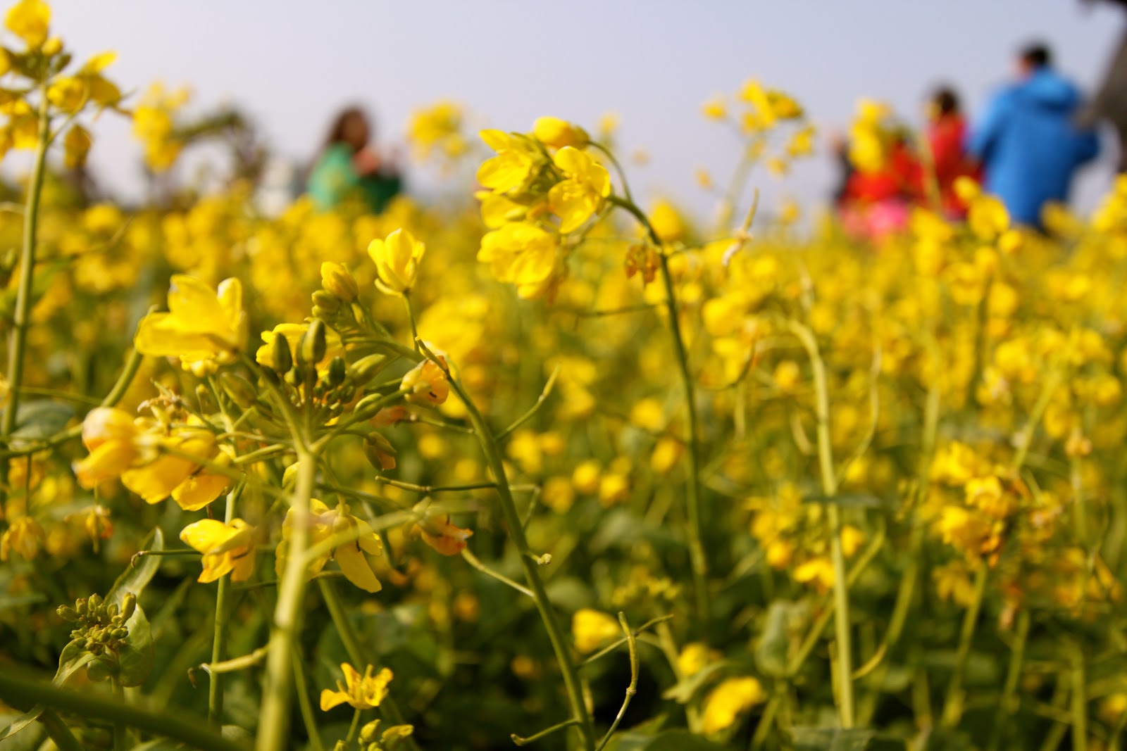 OnionHead s Colorful Life  Canola Flower Farm Visit Jeju Island