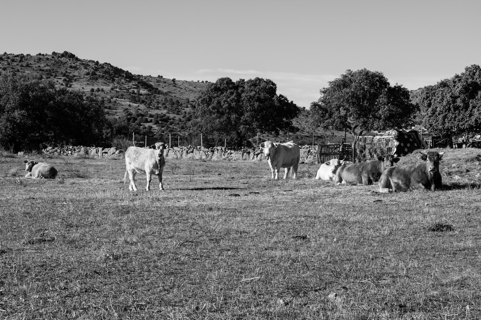 Vacas Pastando, El Barraco, Avila 2013 Vacas Pastando, El Barraco, Avila 2013