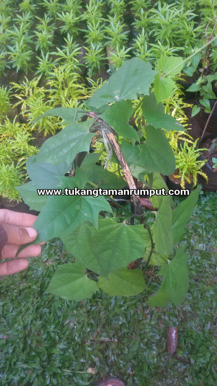 Gambar Kanopi Tanaman Dekorhom Gambar Kanopi Tanaman Dekorhom