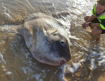 Encuentran a un raro pez en una playa australiana