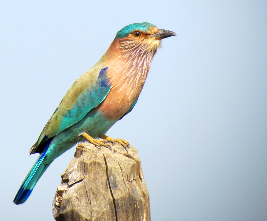 Vertebrates Birds