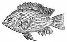 Penjelasan [LENGKAP] Klasifikasi dan Morfologi Ikan Nila | JejakSemut