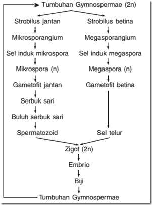 Gymnospermae Tumbuhan Berbiji Terbuka