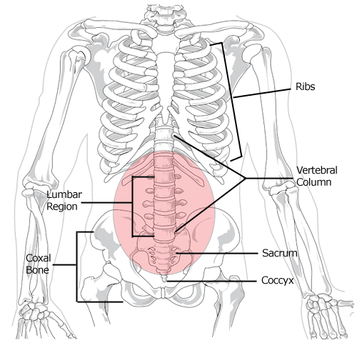 Lumbar region in human skeleton