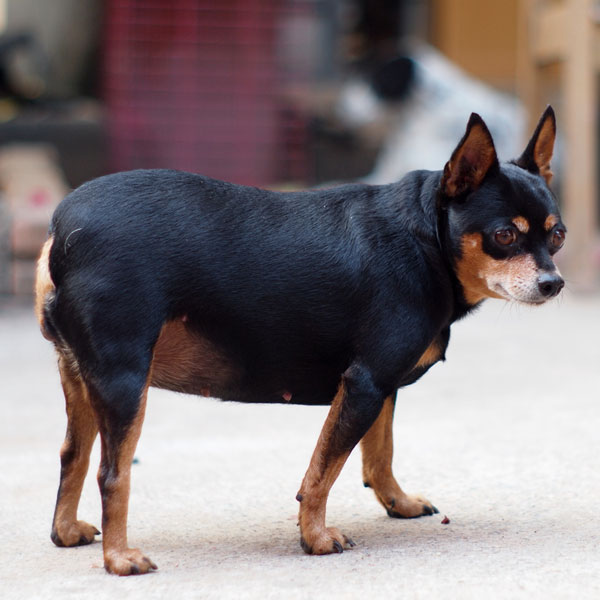 gdv in dogs canine bloat gdv is a pet emergency australian lover gdv in dogs canine bloat gdv is a pet emergency australian lover