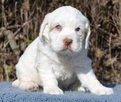 Puppy Pictures and Review