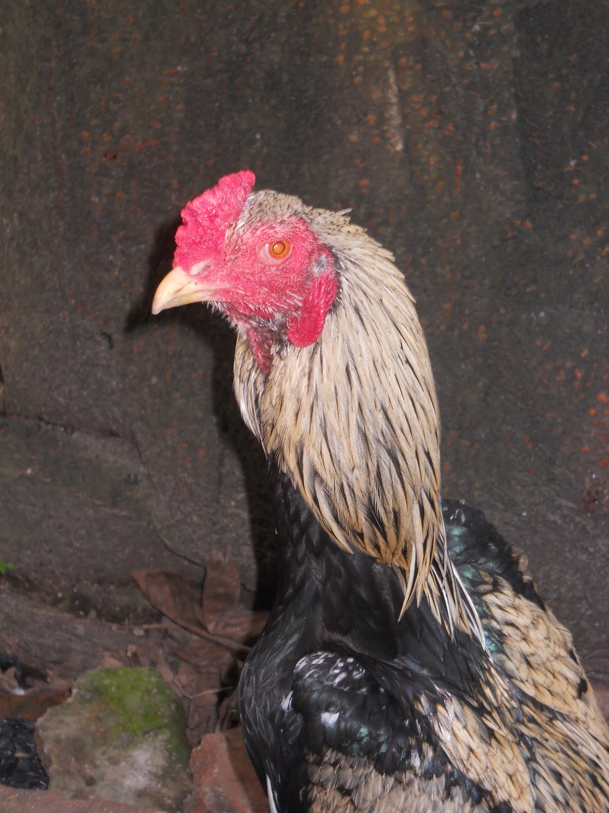 PECINTA AYAM BANGKOK Ayam bangkok Birma Jalak