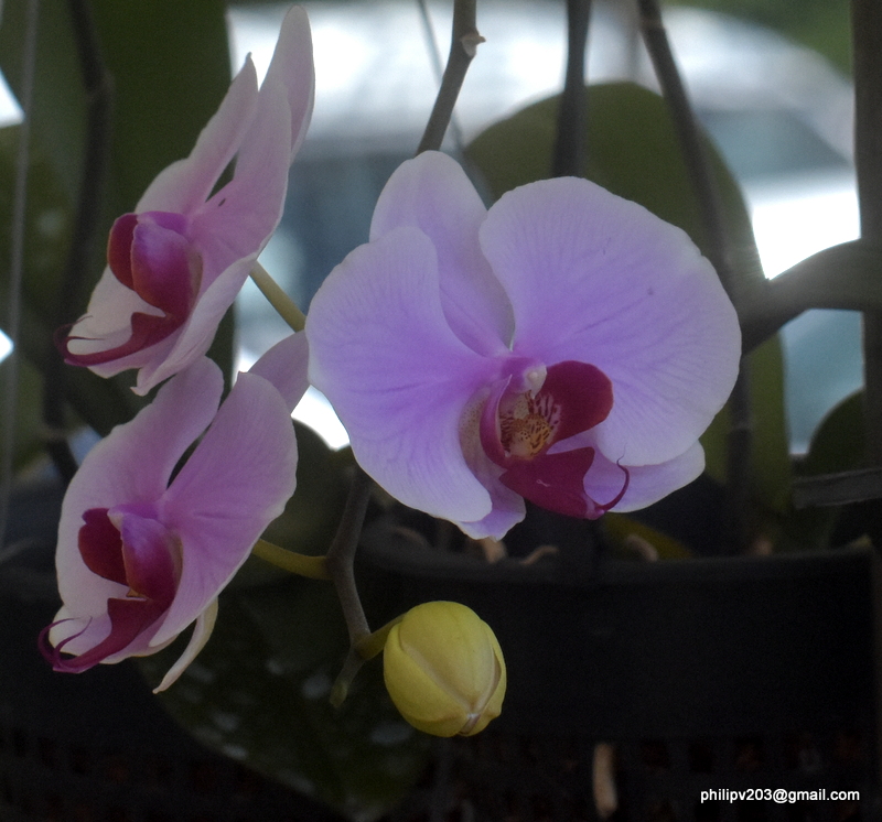 Flowers found in Sri Lanka Orchid plants for sale at 'Sathutu Uyana