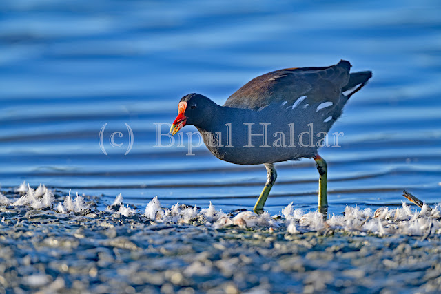 Red Fronted Coot Red Fronted Coot