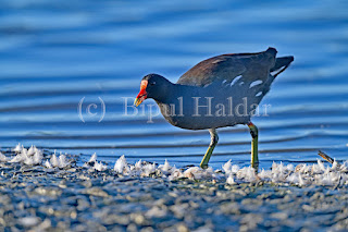 Red Fronted Coot