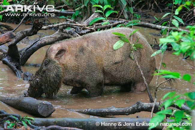 Bearded pig