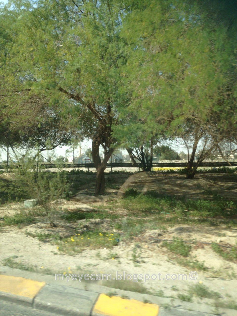 My Eye Cam ! popular trees of Kuwait