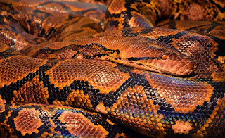 Serpientes (imagenes) - Snakes (Images)