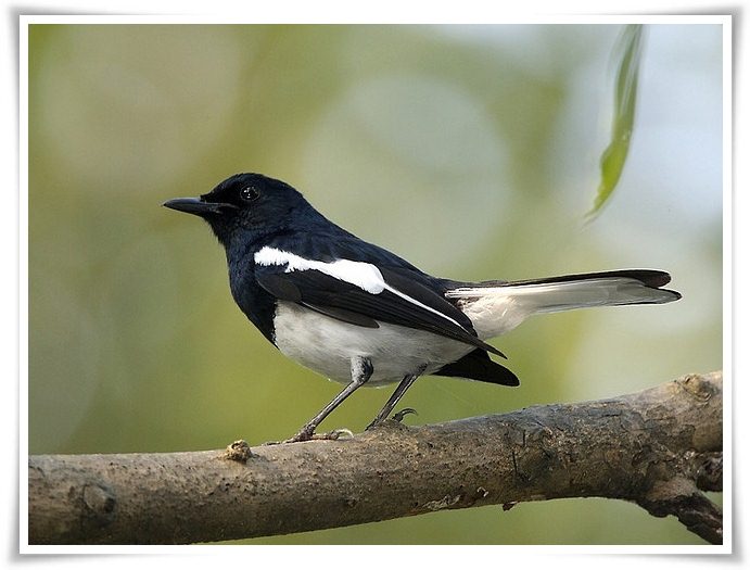 Letter Bird Names Letter Bird Names