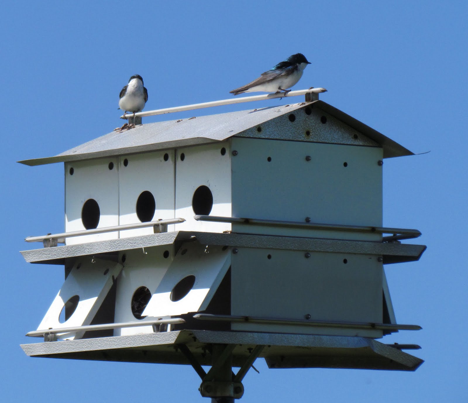 Tree Swallow Bird Houses 31