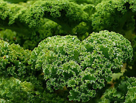 what-are-the-health-benefits-of-kale