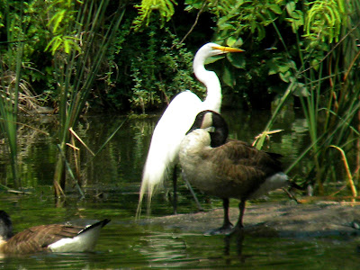 Great Egret and Canadian Goose