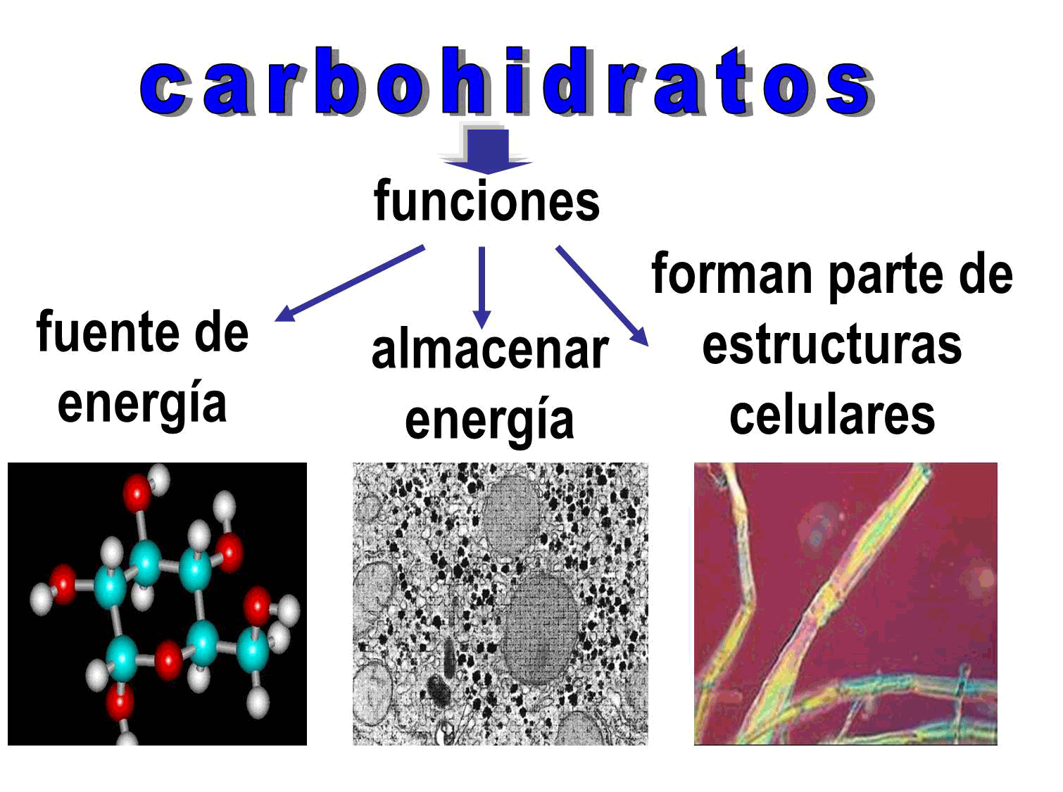 Que Son Los Carbohidratos Y Su Funcion