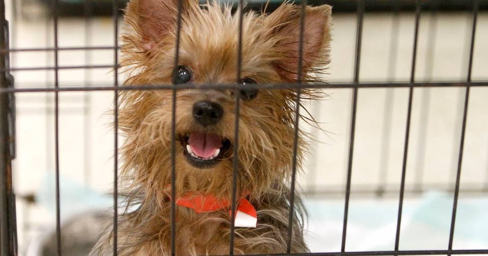 Dogs For Adoption Bangor Maine Dogs For Adoption Bangor Maine