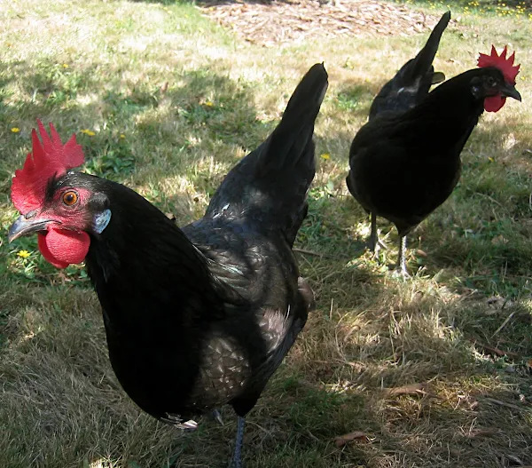 growing chickens