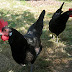 Growing Chickens
