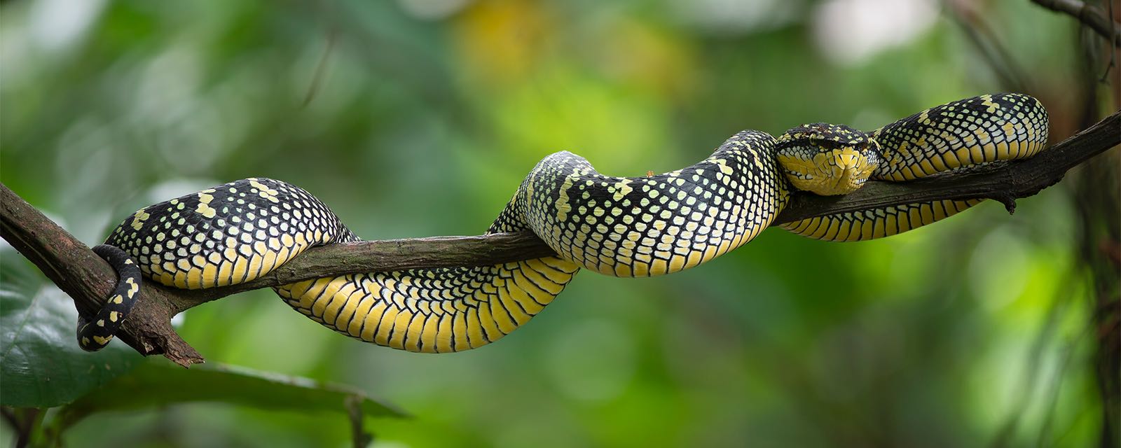 Singapore Wild Animals: Pit Vipers