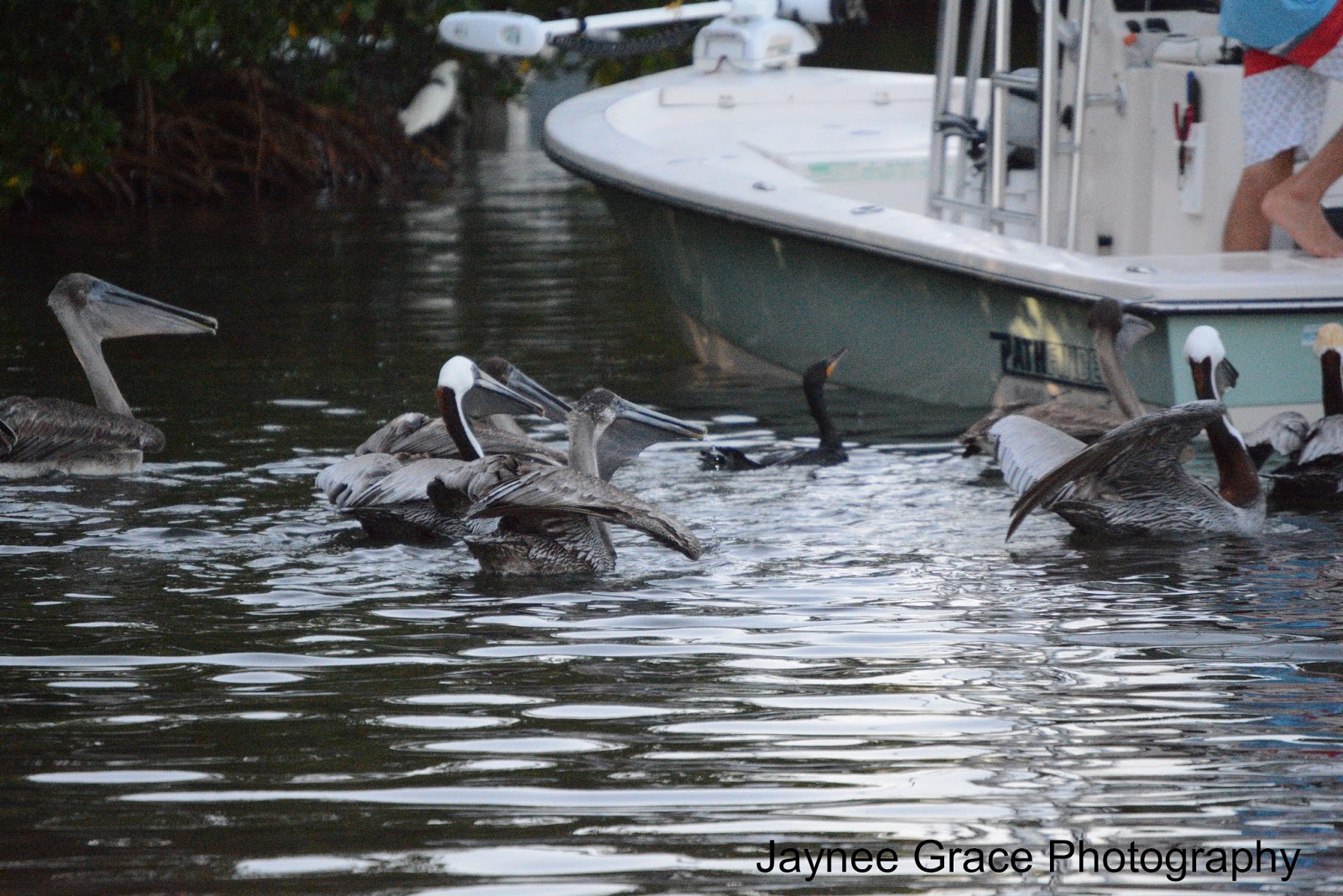 Exploring Florida Waters Placida Day One Placida Harbor, Gasparilla Sound, & Little
