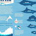 Sailfish - What Is The Fastest Fish