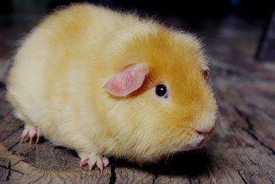 Maluch Piggyboo Świnka morska rasy rex w umaszczeniu cream
