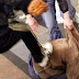 Ancora un'aggressione omofoba a Roma