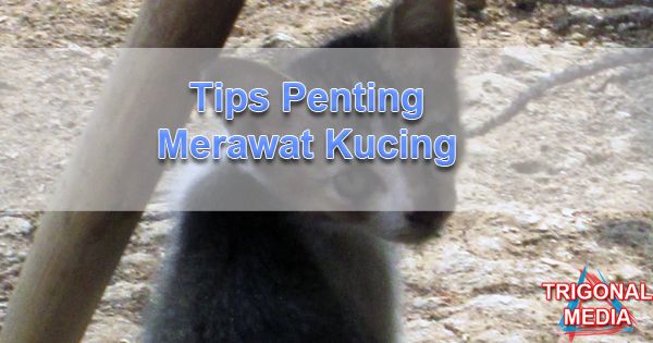 Tips Penting Merawat Kucing