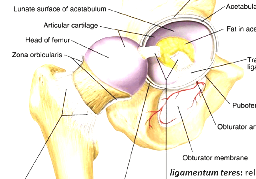 Hip - Human Hip Joint
