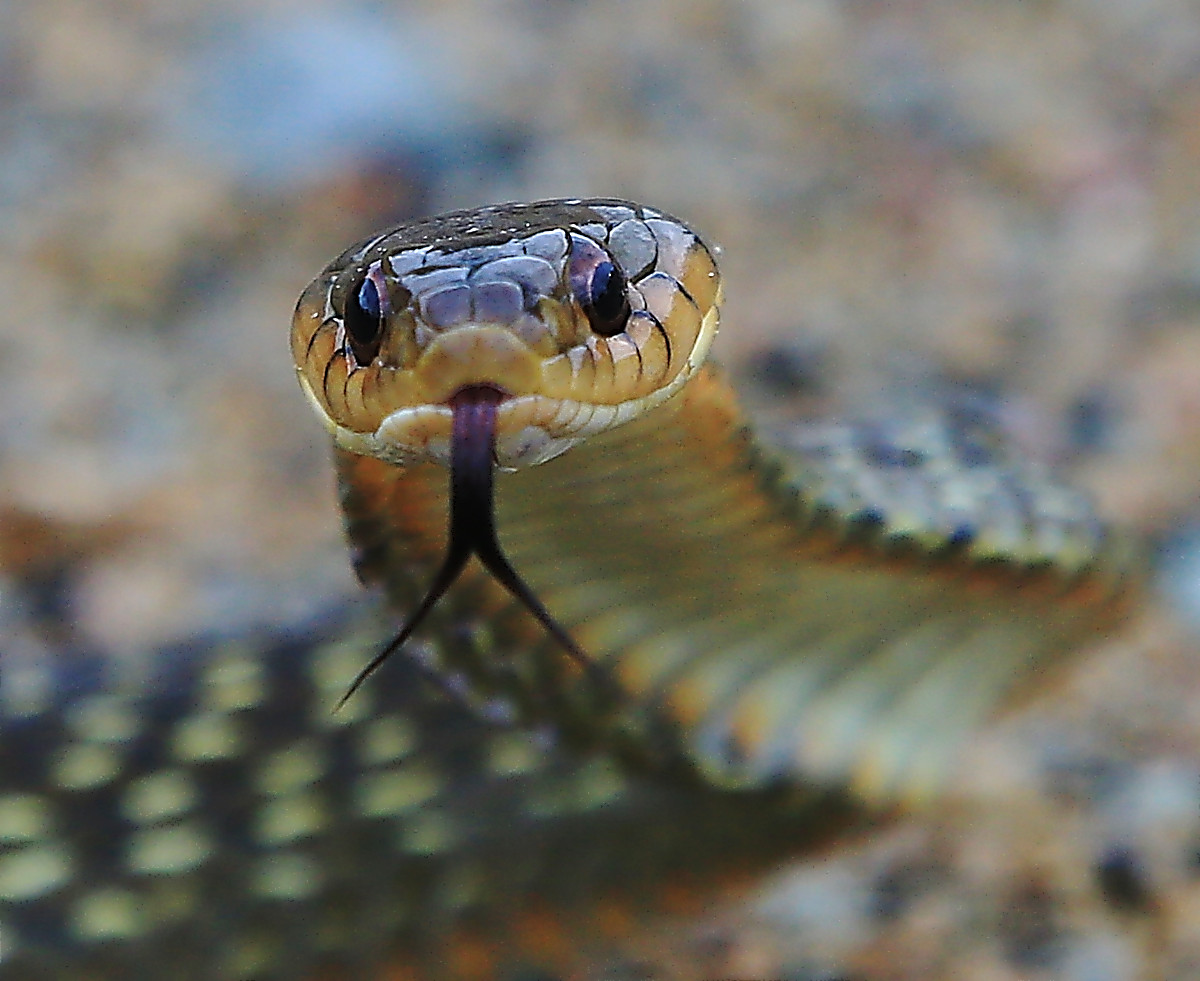 tyto tony Snarky snake not so terribly tearful