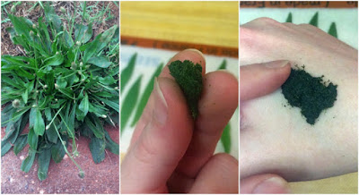 How To Make A Plantain Poultice – Heal Mosquito Bites, Poison Ivy Rash, Wounds, Eczema & More How To Make A Plantain Poultice – Heal Mosquito Bites, Poison Ivy Rash, Wounds, Eczema & More