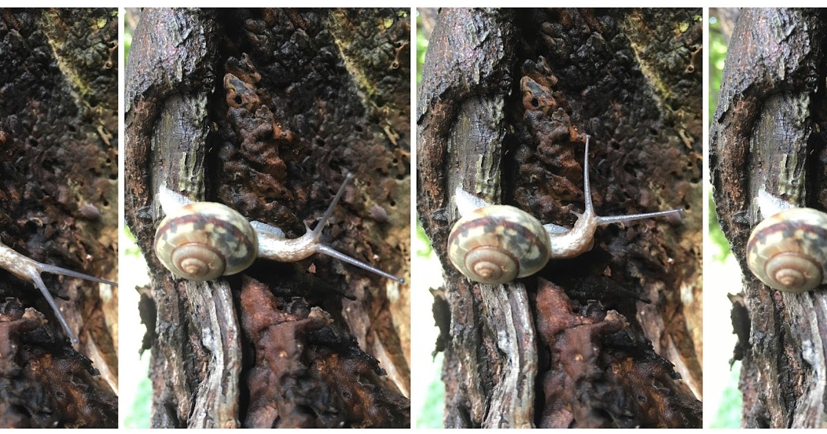 Rain, Snails, and Japanese Animal Names