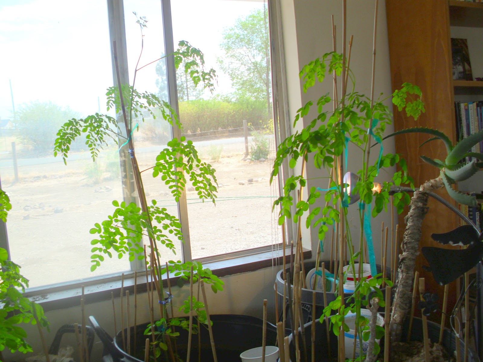 Growing and Using Moringa, Comfrey, and Healing Herbs Moringa Trees