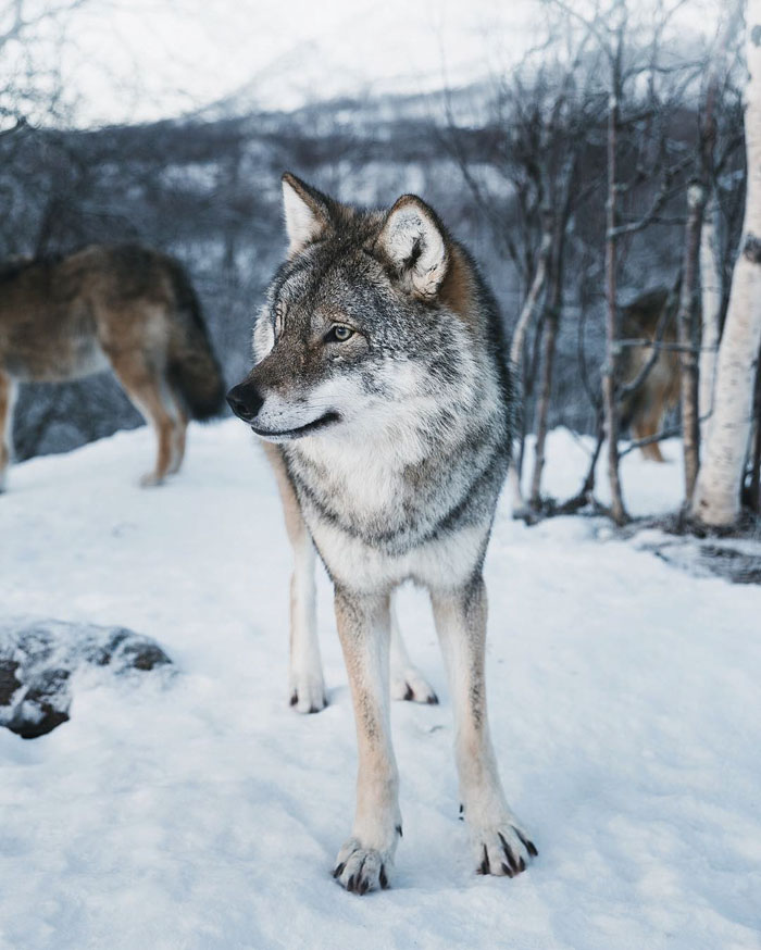 Enchanting Pictures Of Extremely Rare White Baby Reindeer In Oslo, Norway Enchanting Pictures Of Extremely Rare White Baby Reindeer In Oslo, Norway