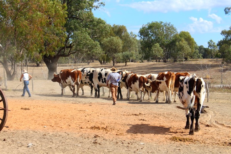 Travelling Around Australia: White Cliffs Outback NSW to Charleville ...