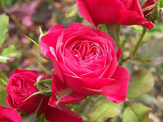 गुलाब के फूल फोटो, गुलाब का फूल फोटो डाउनलोड, गुलाब का फूल डाउनलोड, दिल के फोटो, गुलाब शायरी, गुलाब फूल की खेती, गुलाब के फूल के उपयोग, कमल के फूल, फूल गुलाब