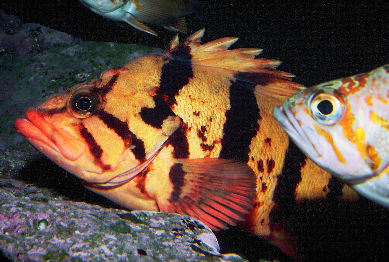 Buzz's Marine Life of Puget Sound: RANDOM COLLECTION OF PUGET SOUND