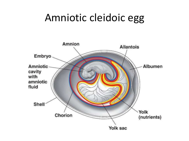 Different Types Of Eggs Of Animals In Zoology (Embryology )